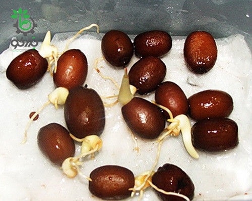 عکس از یک نمونه بذرهای جوانه زده شده میوه پوست ماری یا میوه مار یا میوه سالاک